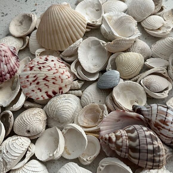 Jojos Seashell Shack Collection Florida Shells Decor Crafting Over 100 including - Picture 15 of 16